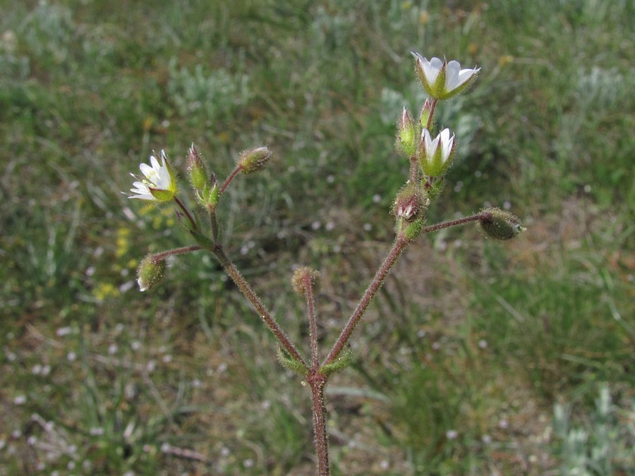 Image of Cerastium crassiusculum specimen.