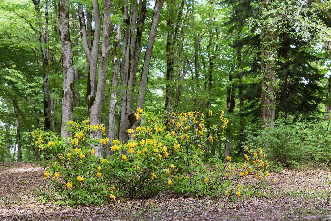 Image of Rhododendron luteum specimen.