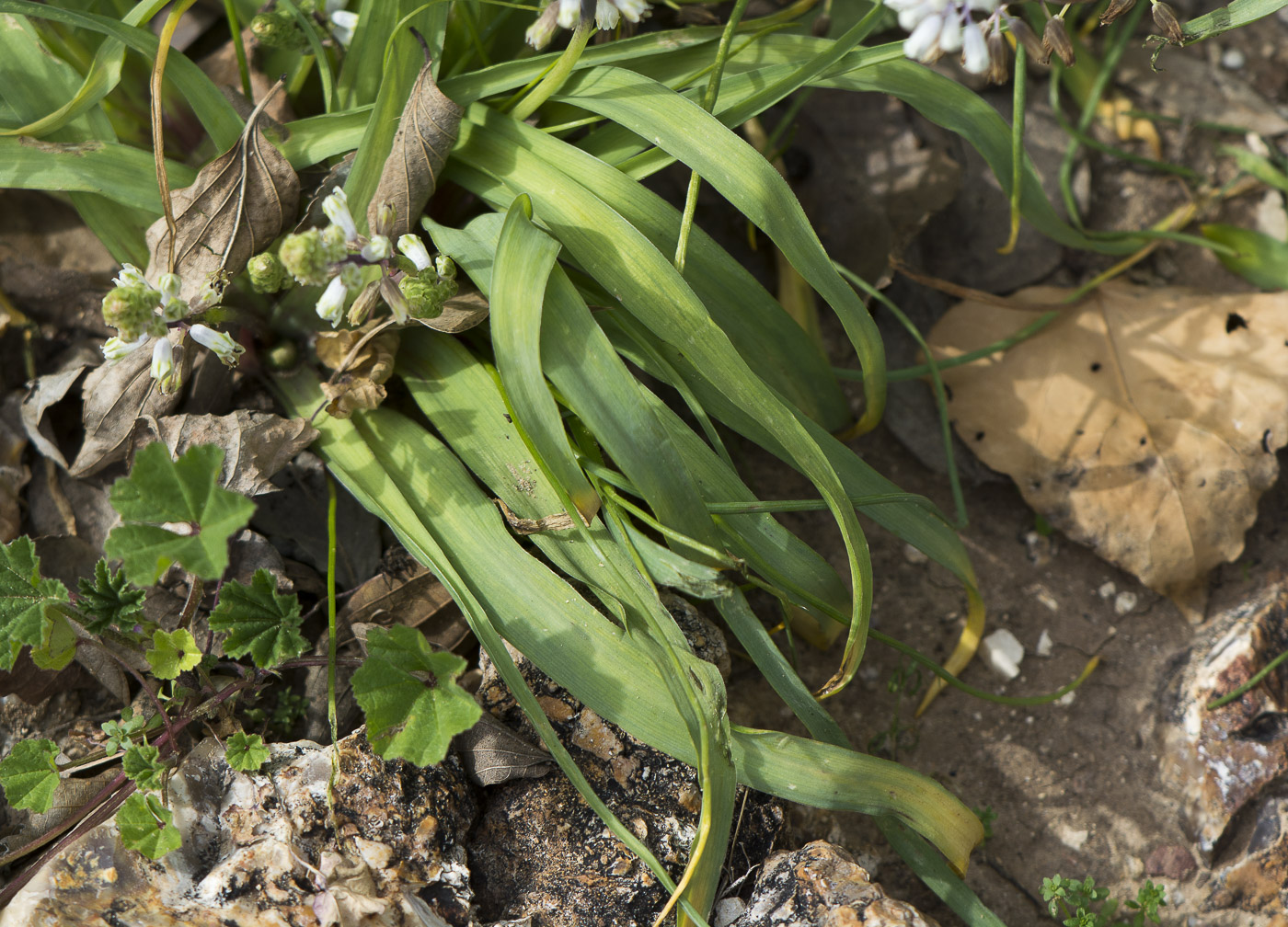 Image of Bellevalia flexuosa specimen.