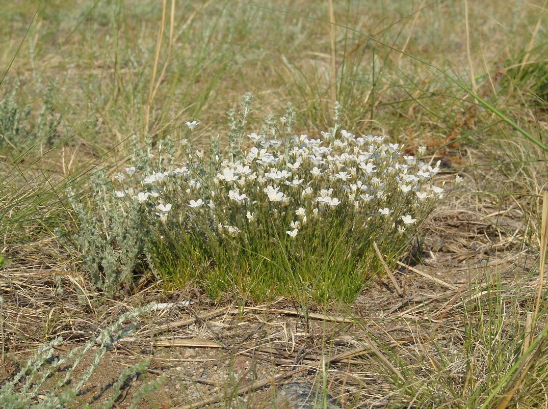 Image of Eremogone meyeri specimen.