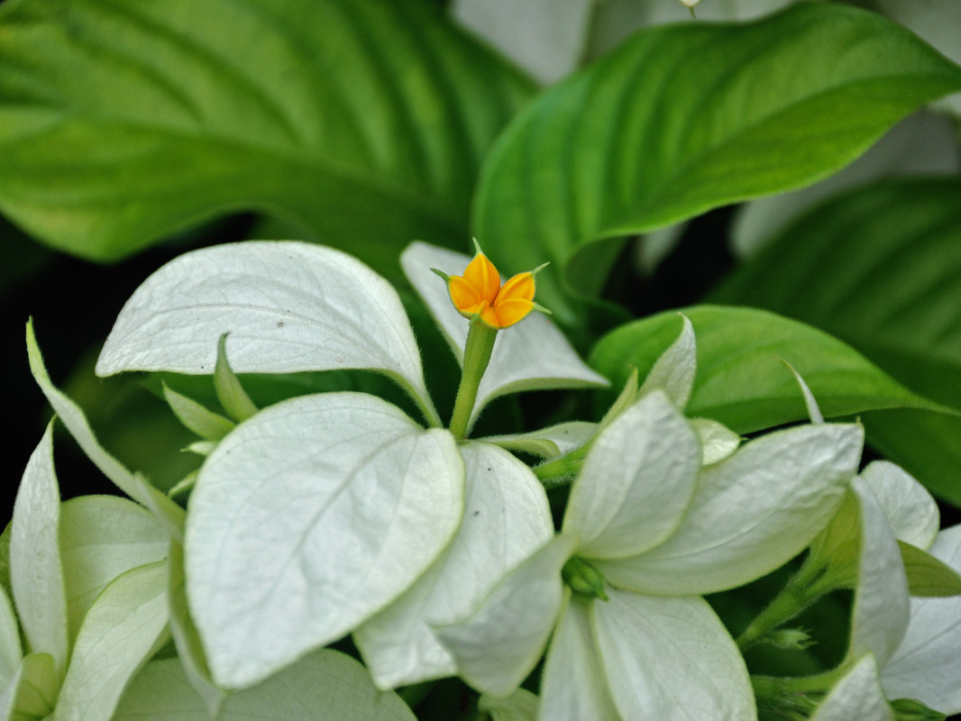 Image of Mussaenda frondosa specimen.