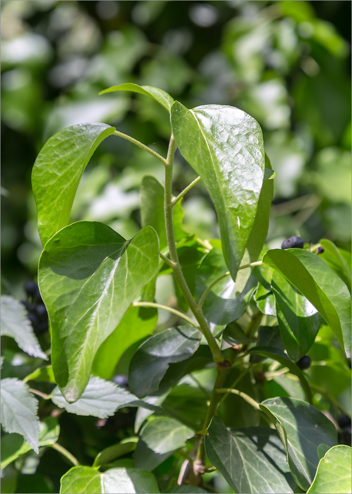 Image of genus Hedera specimen.