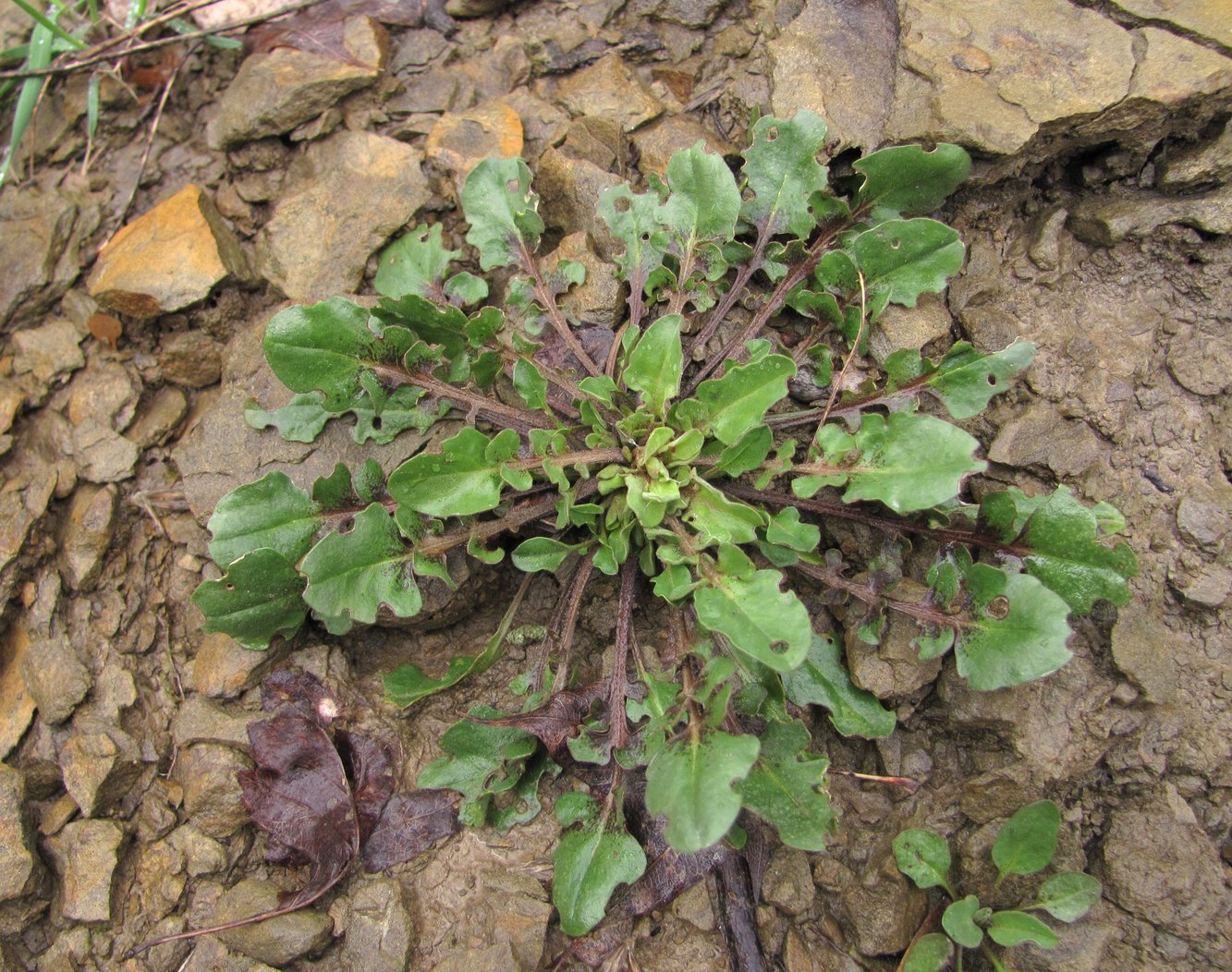 Изображение особи Lepidium campestre.