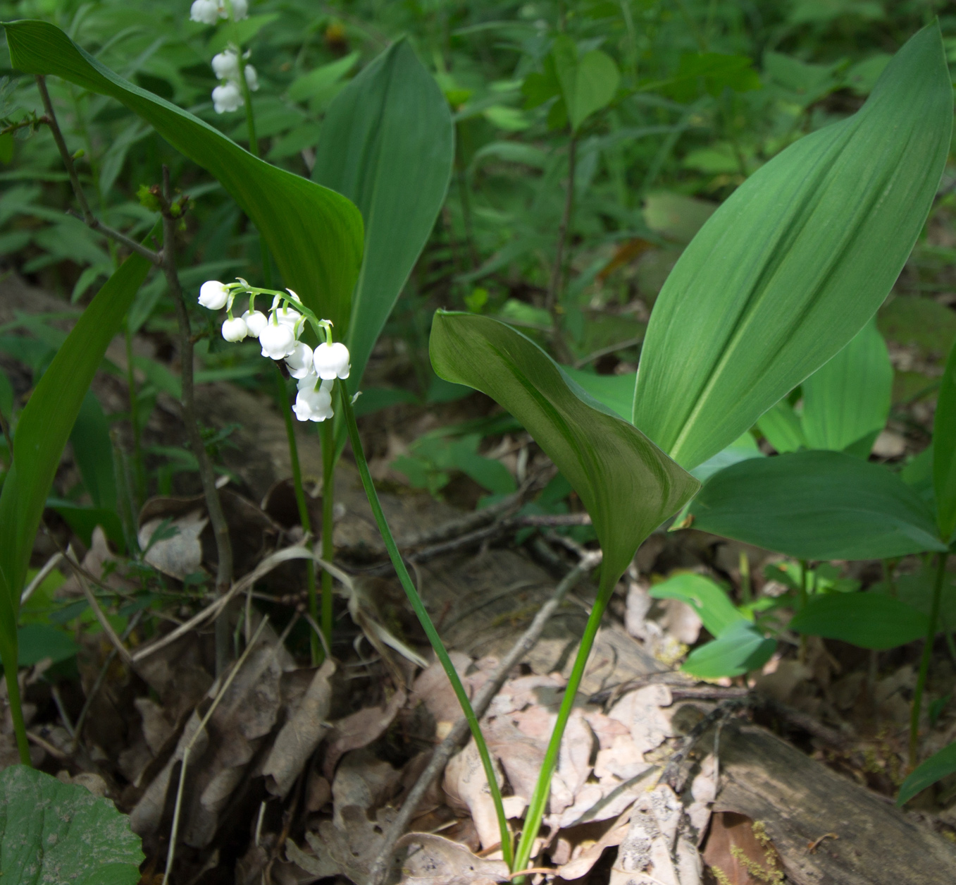 Изображение особи Convallaria majalis.