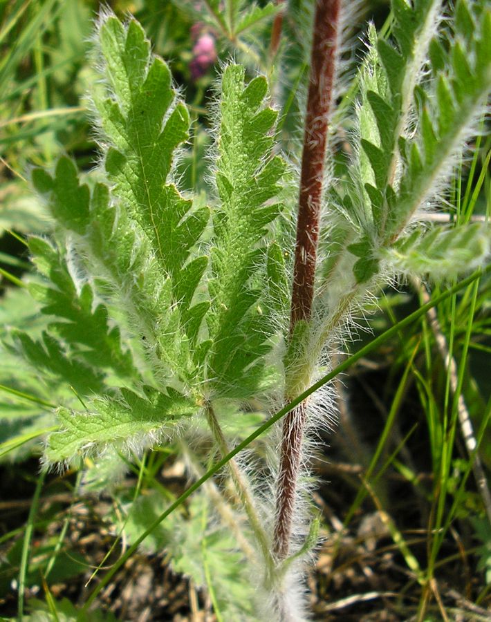 Изображение особи Potentilla recta.