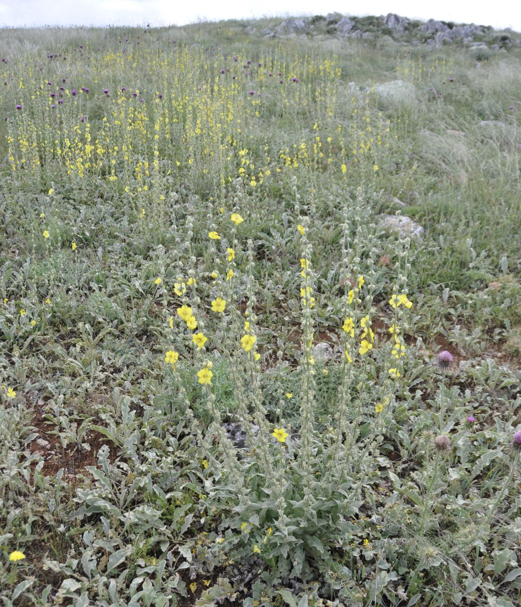 Изображение особи род Verbascum.