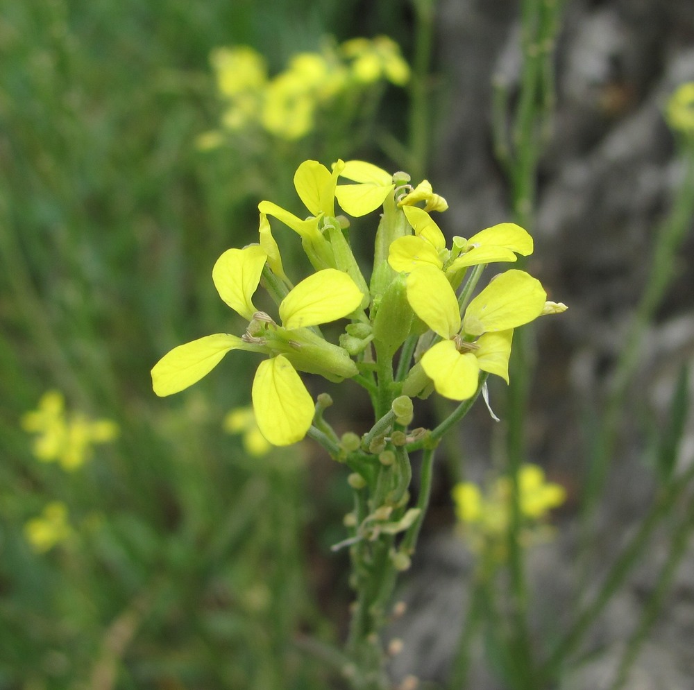 Image of Erysimum collinum specimen.