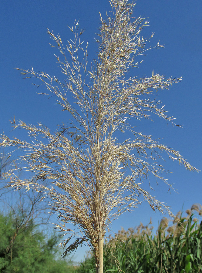 Изображение особи Phragmites altissimus.