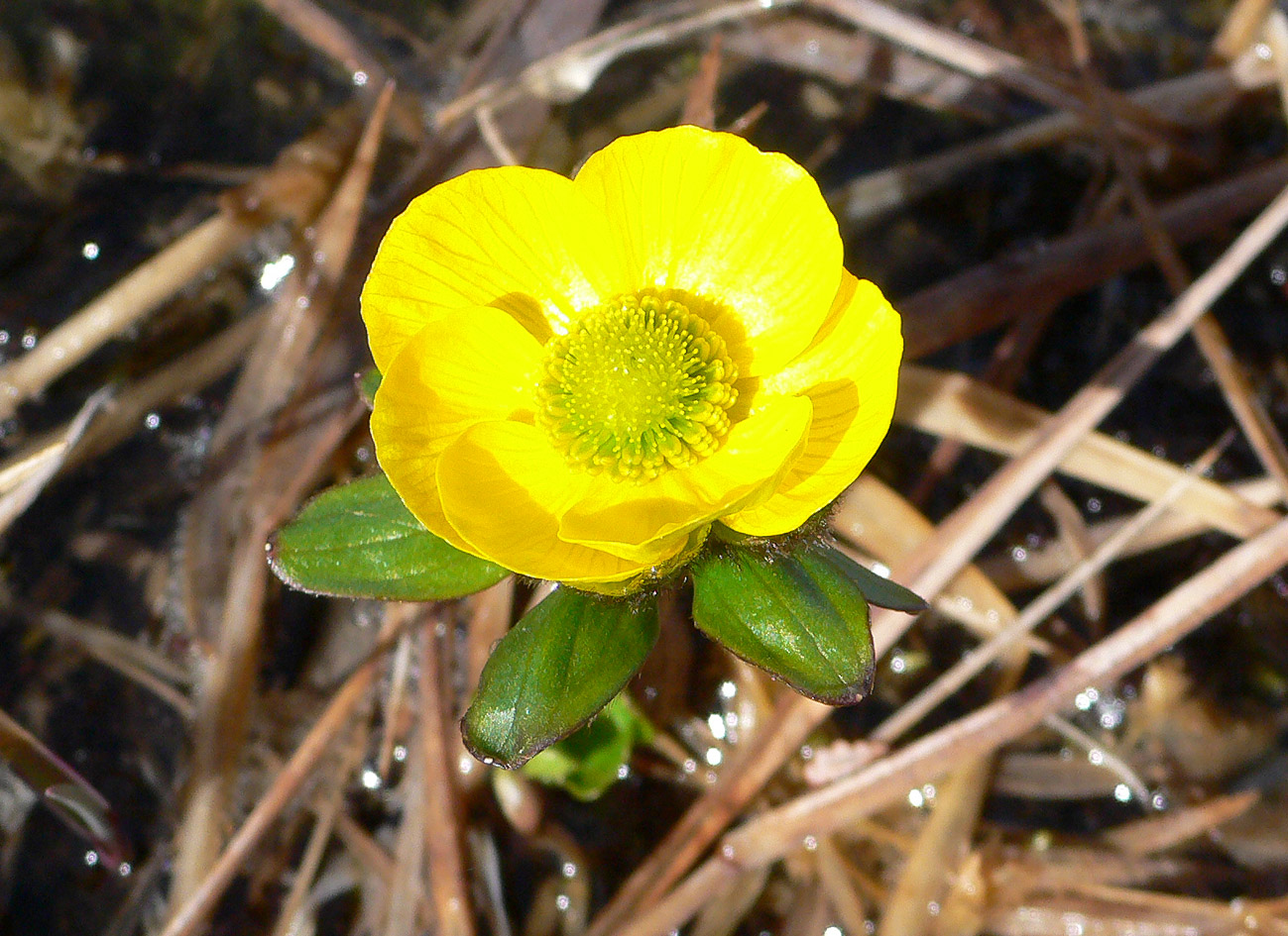 Image of Ranunculus nivalis specimen.