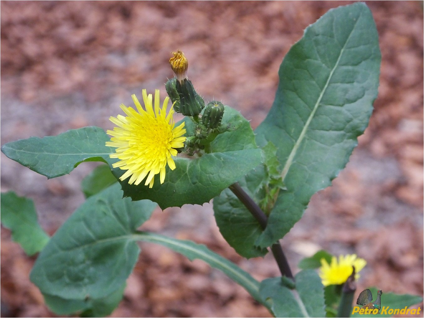 Изображение особи Sonchus oleraceus.