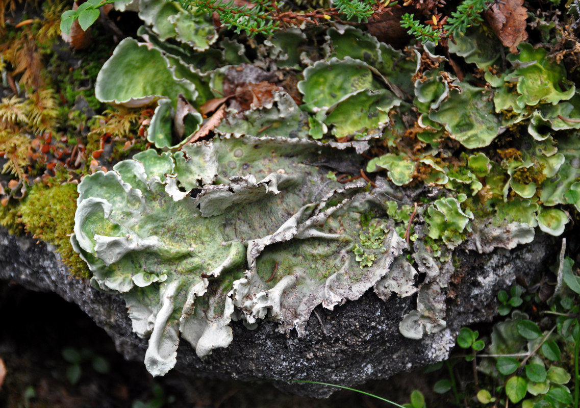 Image of Nephroma arcticum specimen.