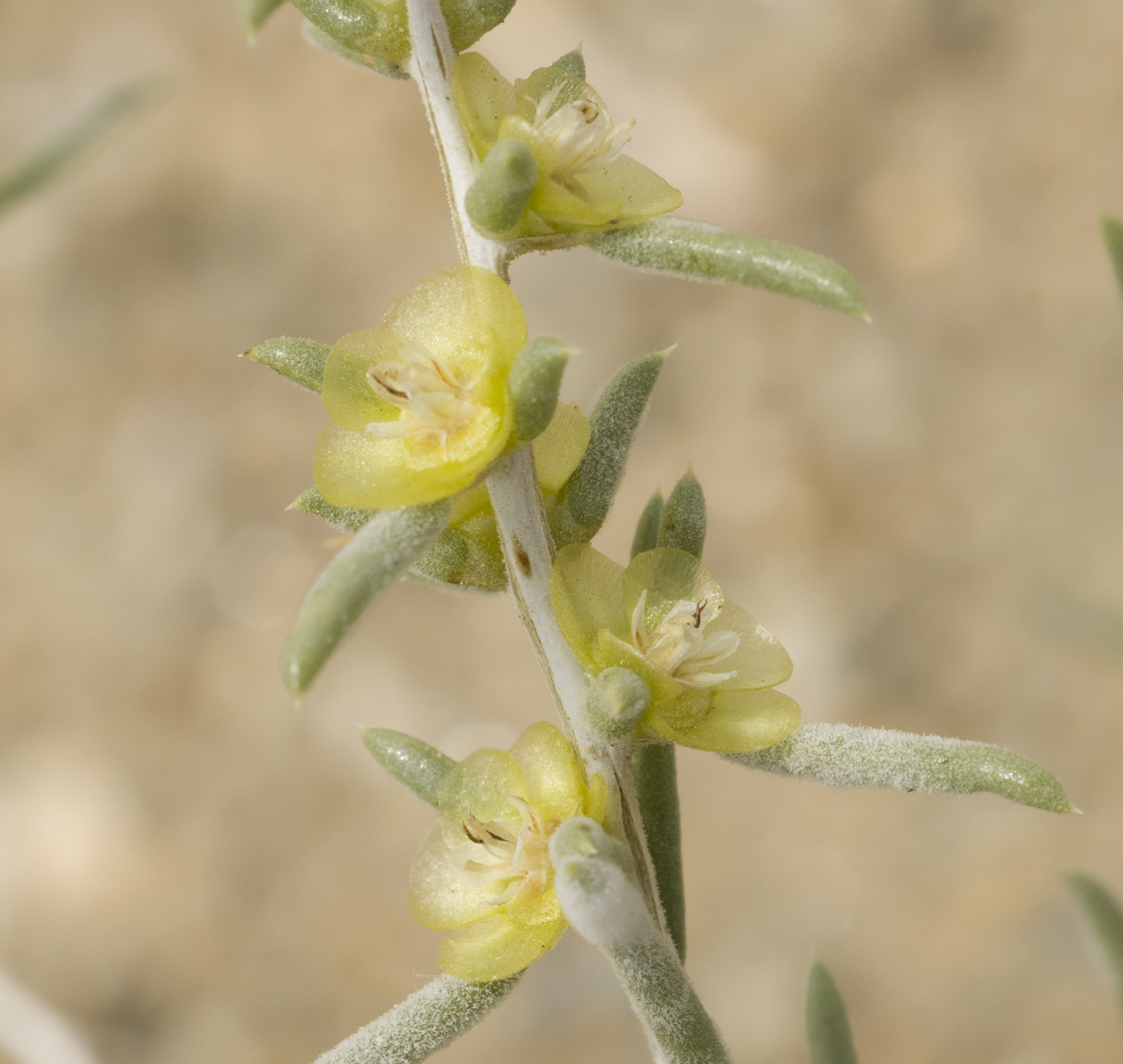 Image of Salsola arbuscula specimen.