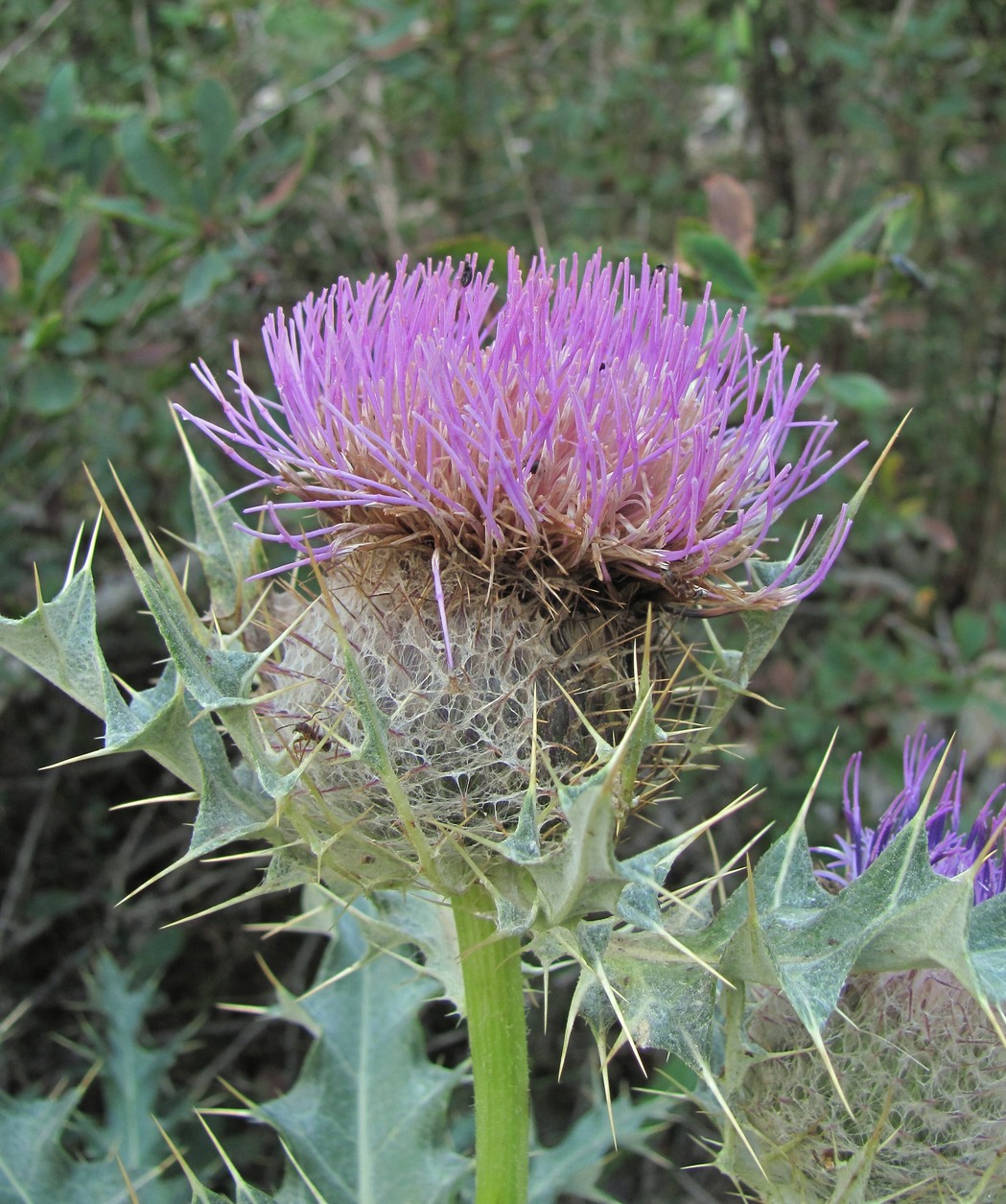 Image of Cirsium cephalotes specimen.