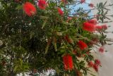 Callistemon citrinus