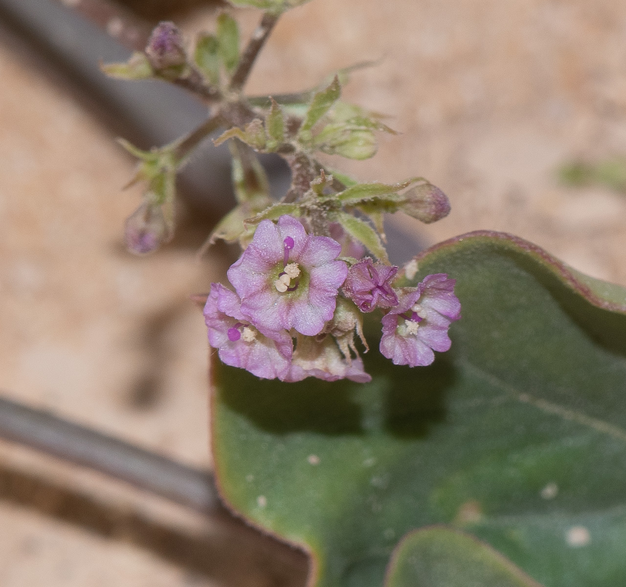 Image of Commicarpus helenae specimen.