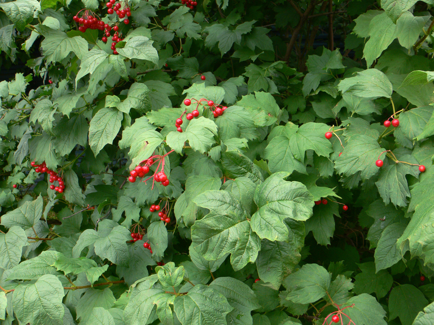 Изображение особи Viburnum opulus.