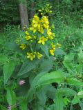 Lysimachia vulgaris