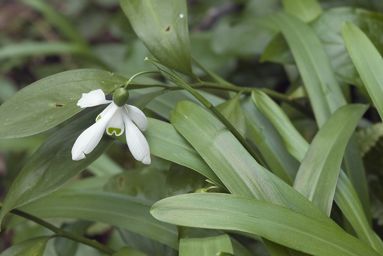 Изображение особи Galanthus woronowii.