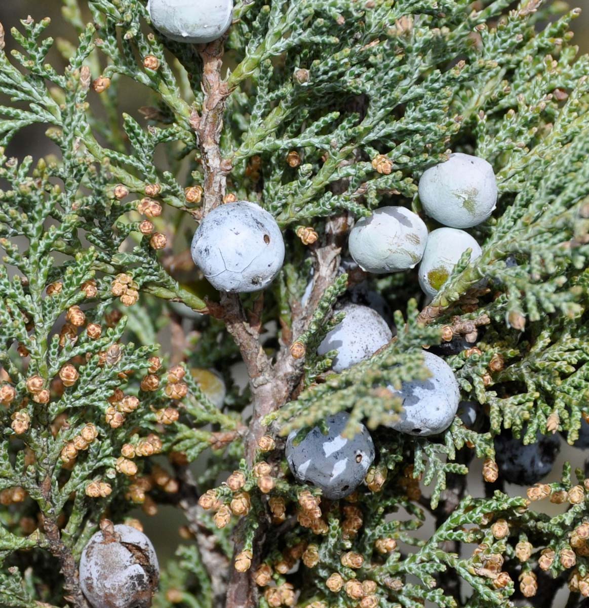 Image of Juniperus excelsa specimen.