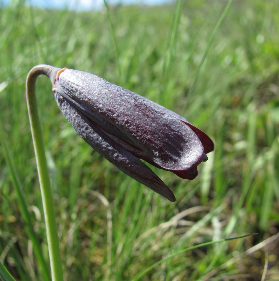 Image of Fritillaria caucasica specimen.