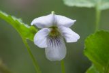 Viola selkirkii