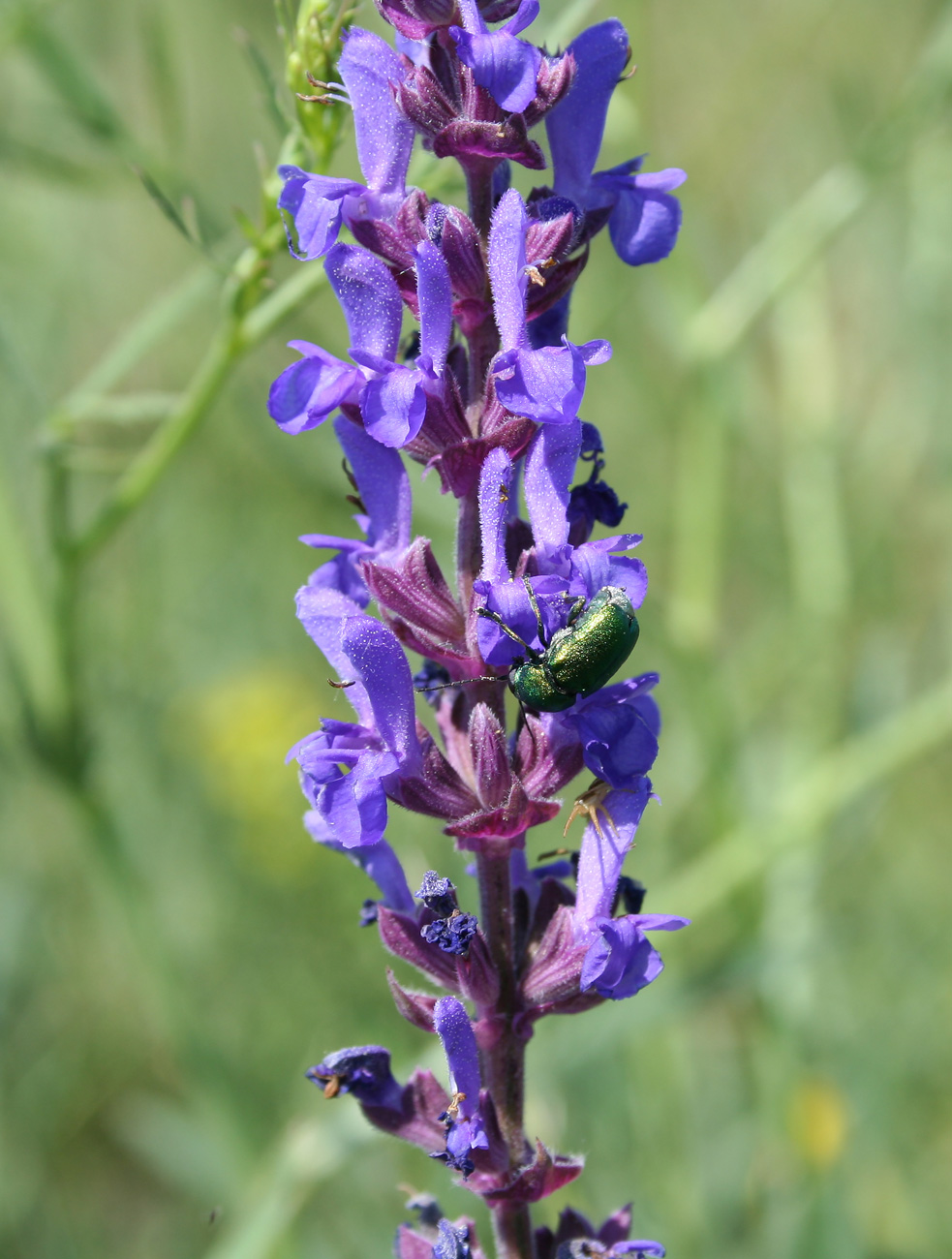 Image of Salvia deserta specimen.