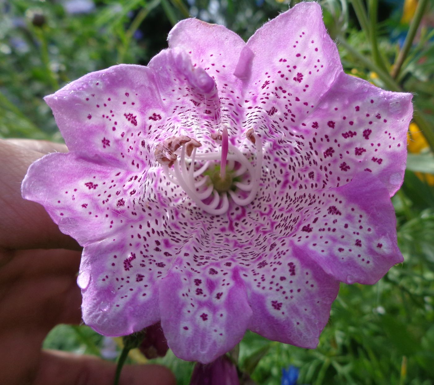 Image of Digitalis purpurea specimen.