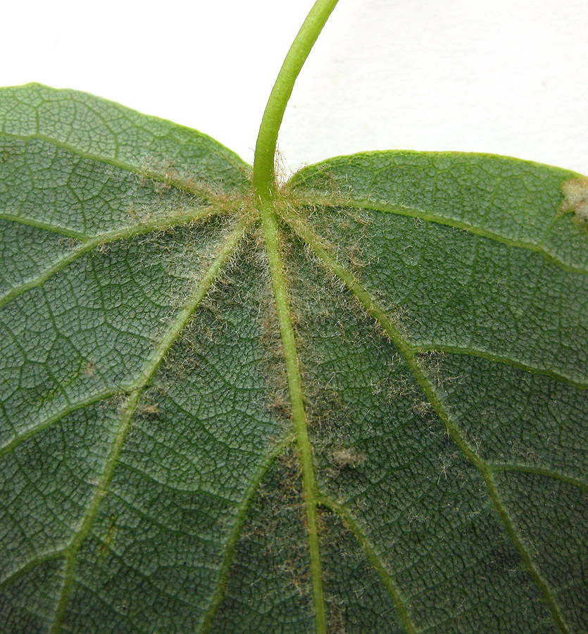 Image of genus Tilia specimen.