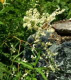 Aconogonon alpinum. Побеги с соцветиями. Карачаево-Черкесия, Карачаевский р-н, окр. пос. Домбай, ущелье р. Аманауз, луг на каменистом склоне. 28.08.2019.