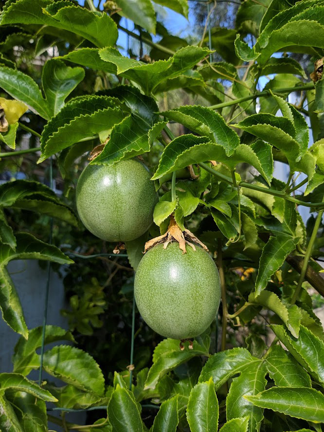 Изображение особи Passiflora edulis.