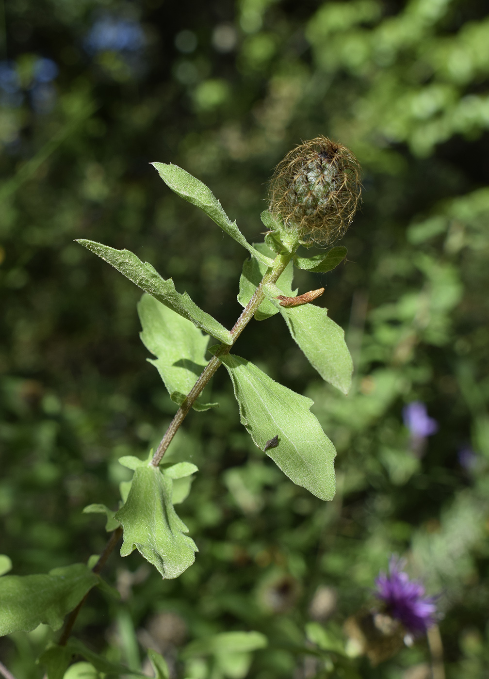 Image of Centaurea pectinata specimen.