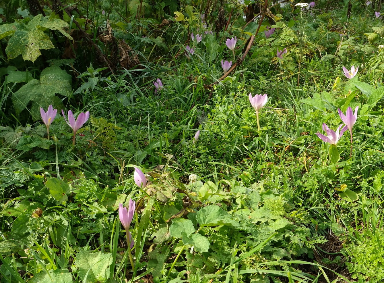 Image of Colchicum speciosum specimen.