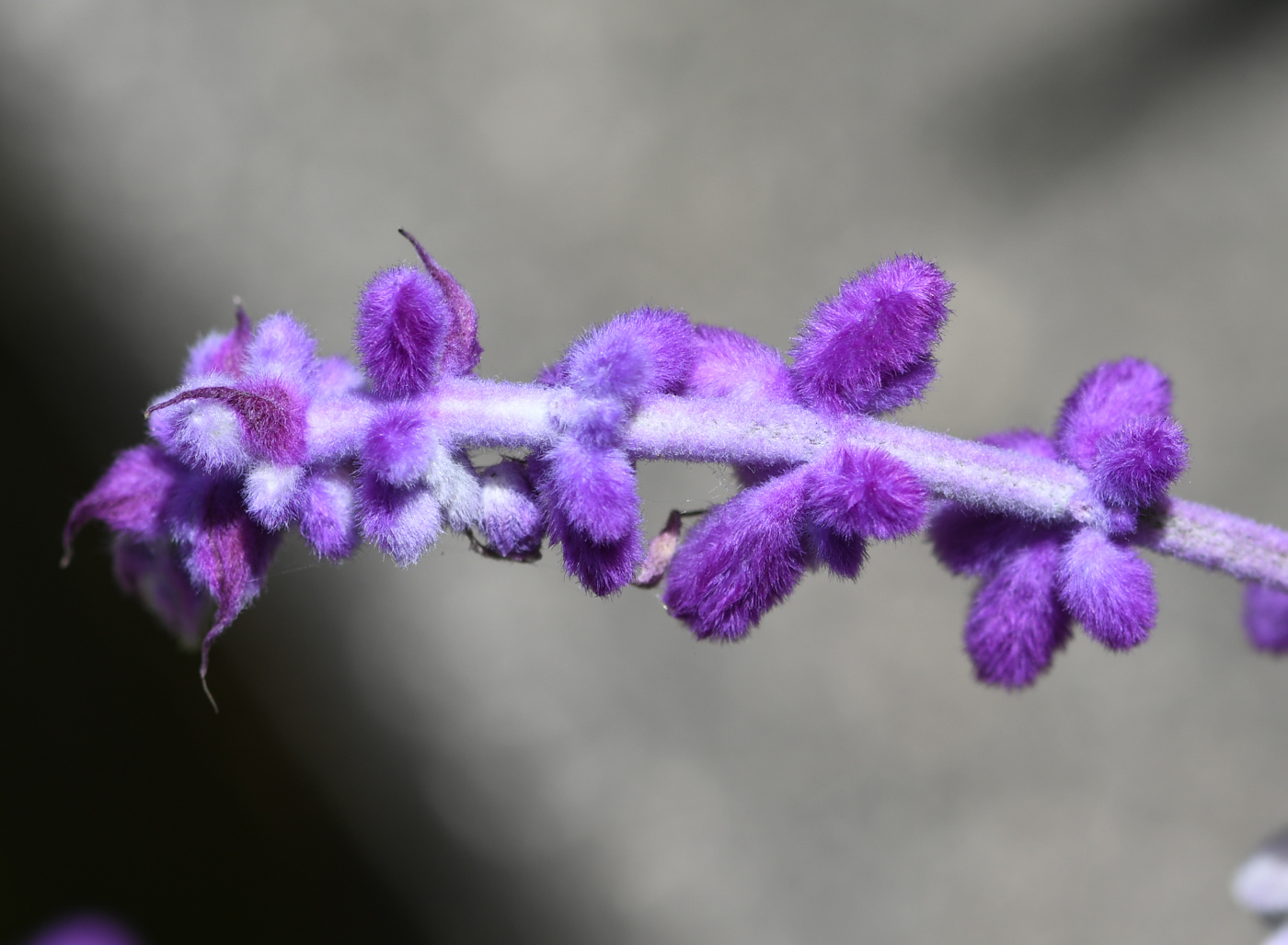 Изображение особи Salvia leucantha.