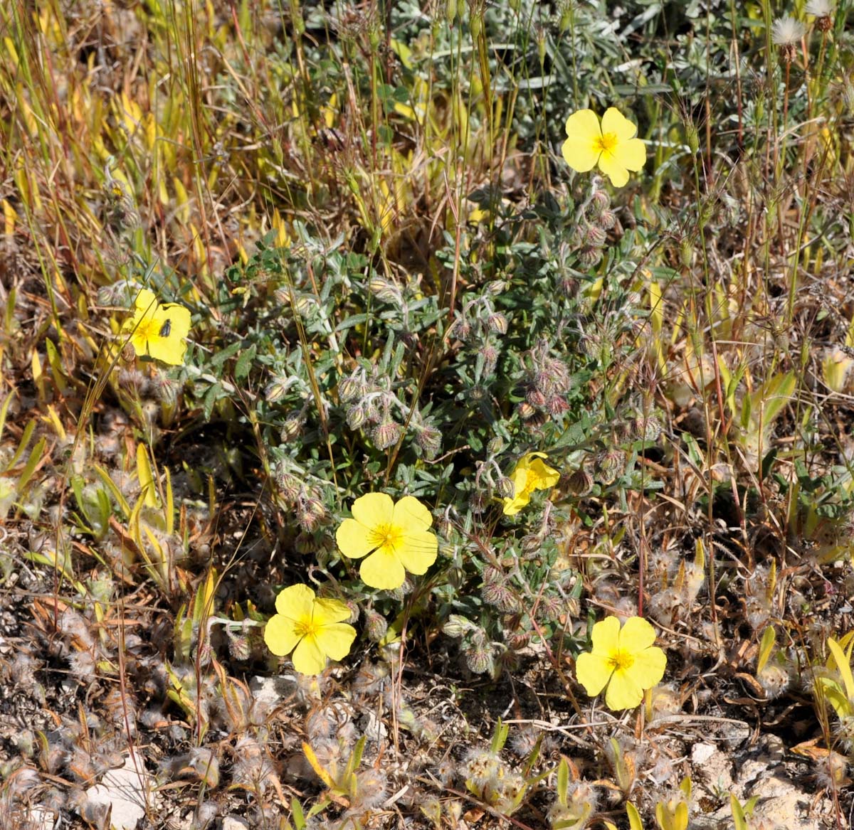 Image of Fumana arabica specimen.