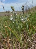 Ornithogalum boucheanum. Цветущие растения с кормящимися олёнками мохнатыми (Tropinota hirta). Украина, Запорожский р-н, Дурная балка, низина. 01.05.2020.