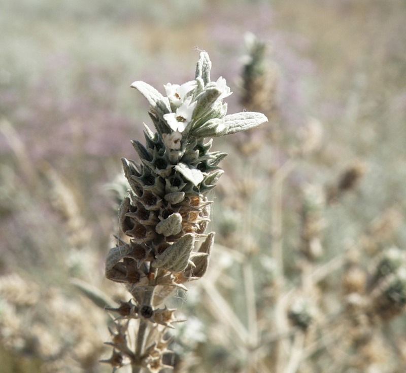 Image of Marrubium peregrinum specimen.