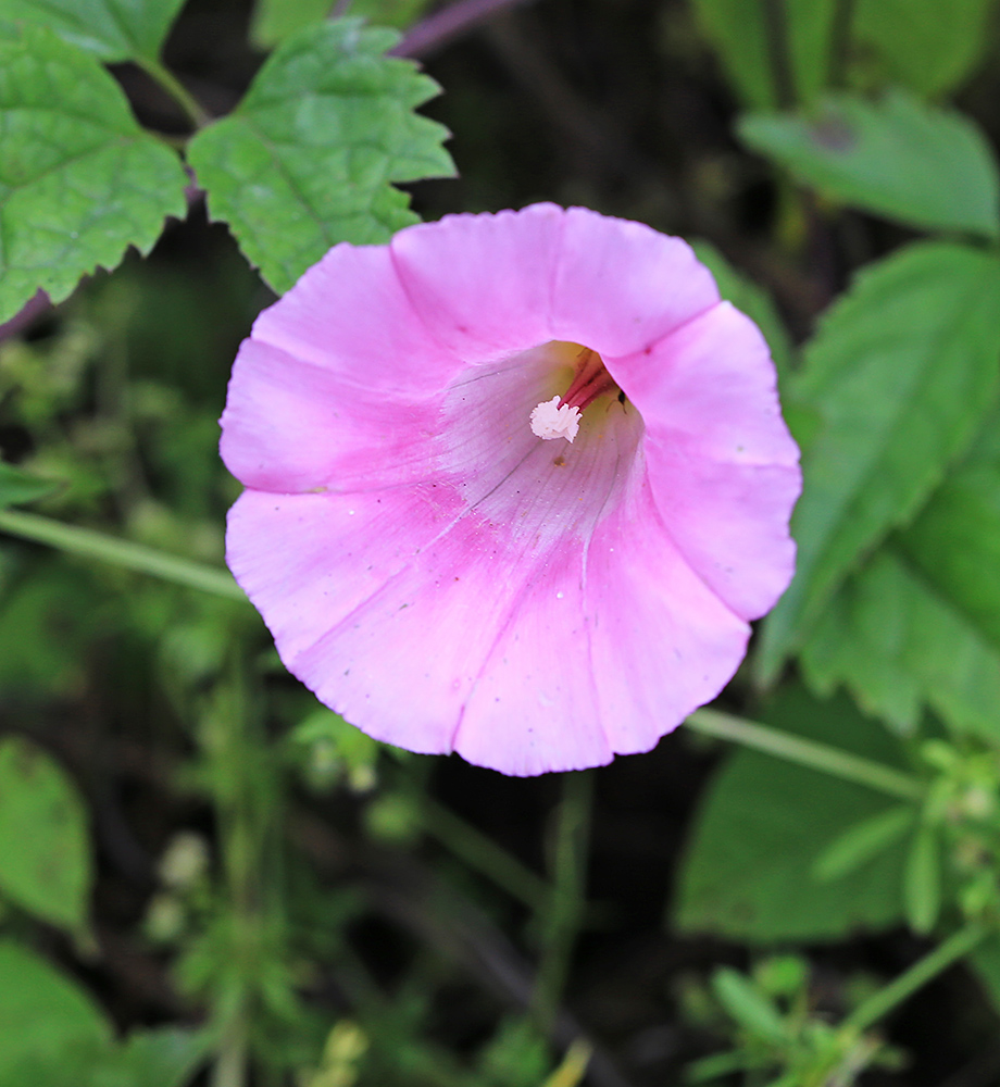 Image of Calystegia subvolubilis specimen.