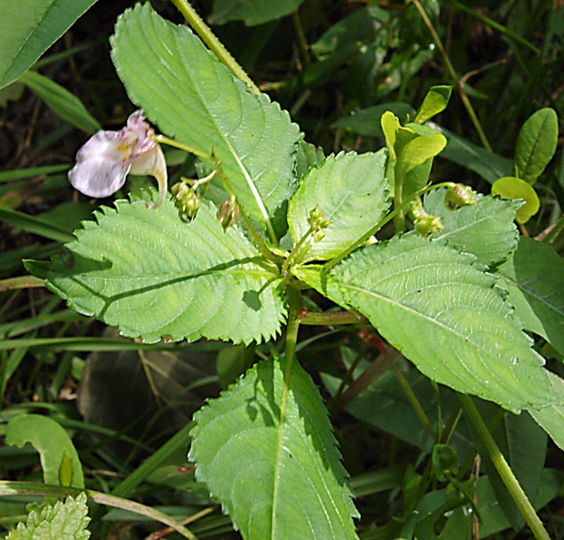 Image of Impatiens furcillata specimen.