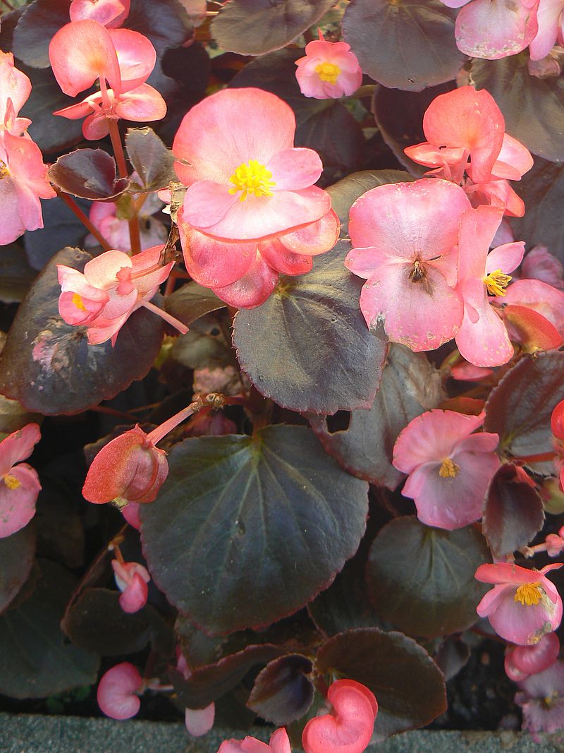 Изображение особи Begonia cucullata.