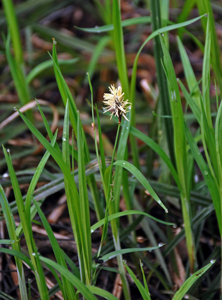 Image of Carex pilosa specimen.