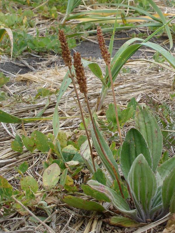 Image of Plantago camtschatica specimen.