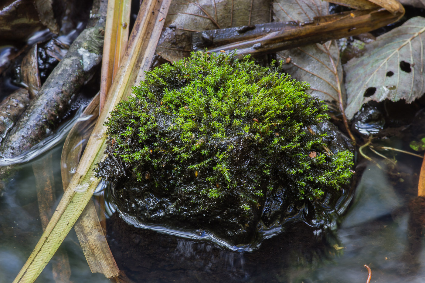 Image of class Bryopsida specimen.