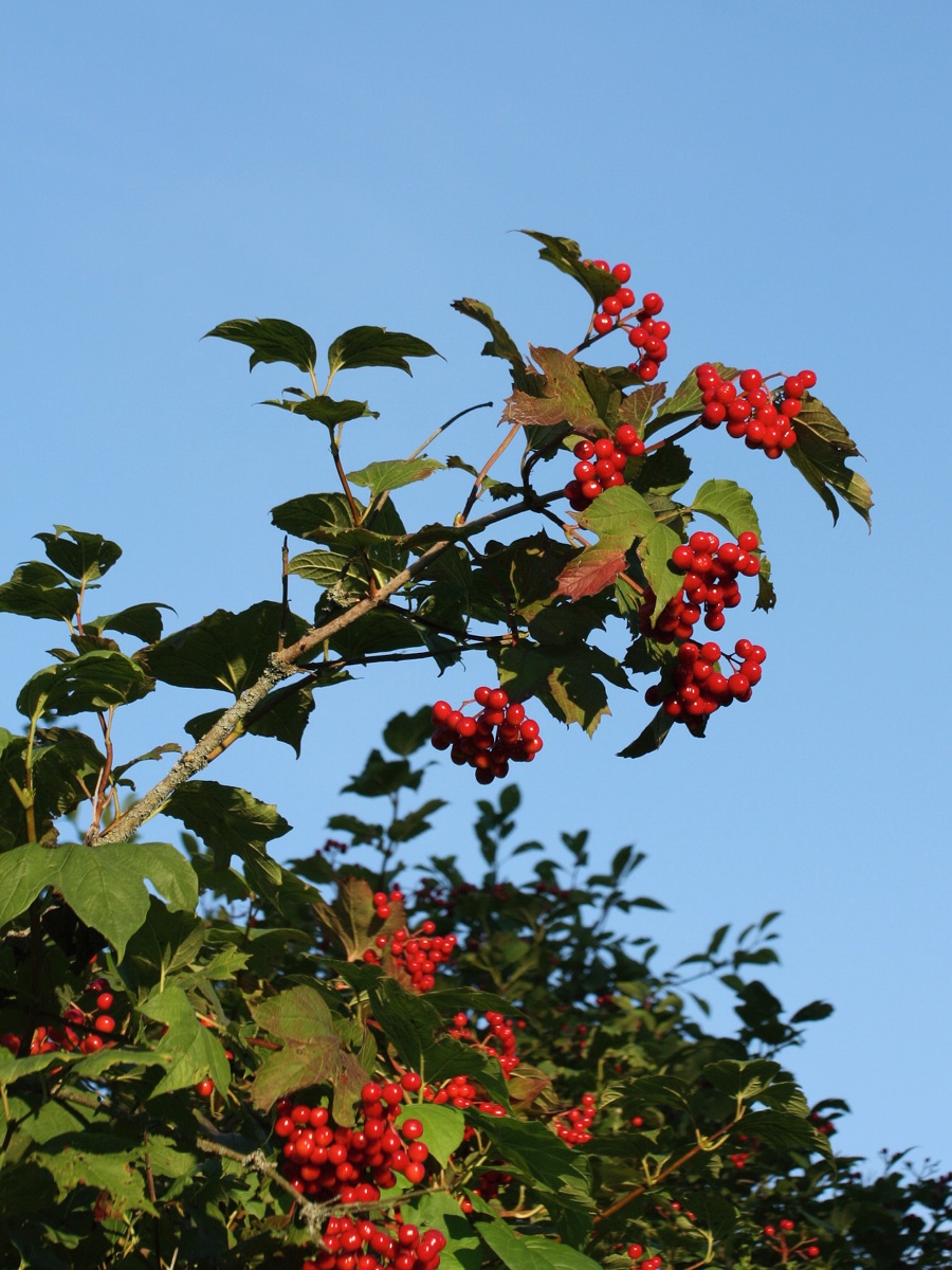 Image of Viburnum opulus specimen.