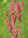 Rumex aquaticus. Часть соплодия. Иркутская обл., Слюдянский р-н, окр. мыса Шаманский, заболоченный луг. 27.07.2020.