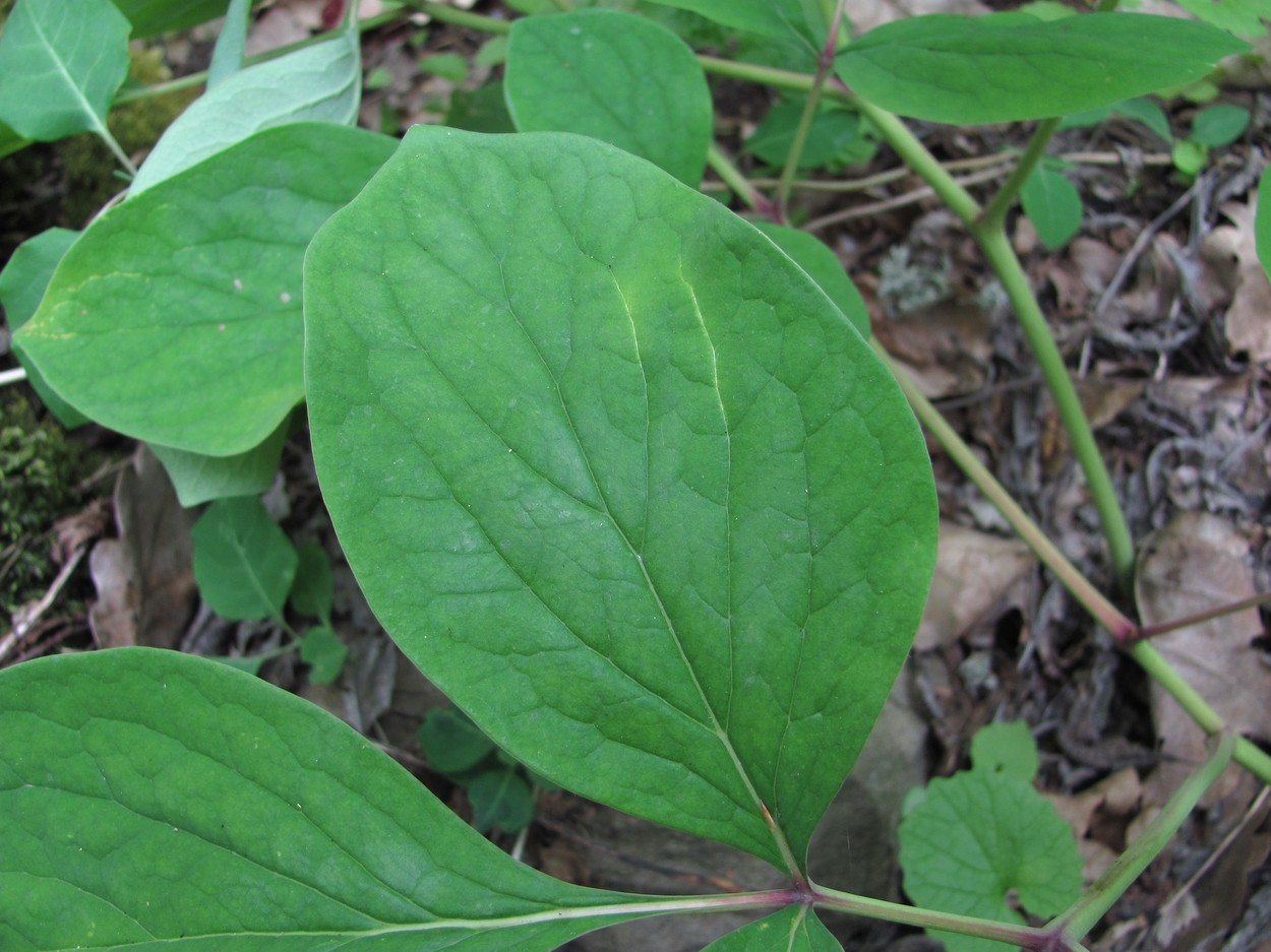 Image of Paeonia caucasica specimen.