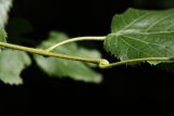 Tilia &times; europaea