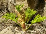 Ferula kuhistanica