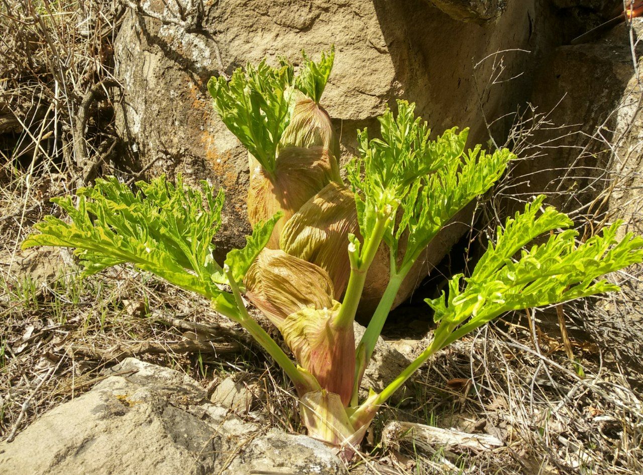 Image of Ferula kuhistanica specimen.