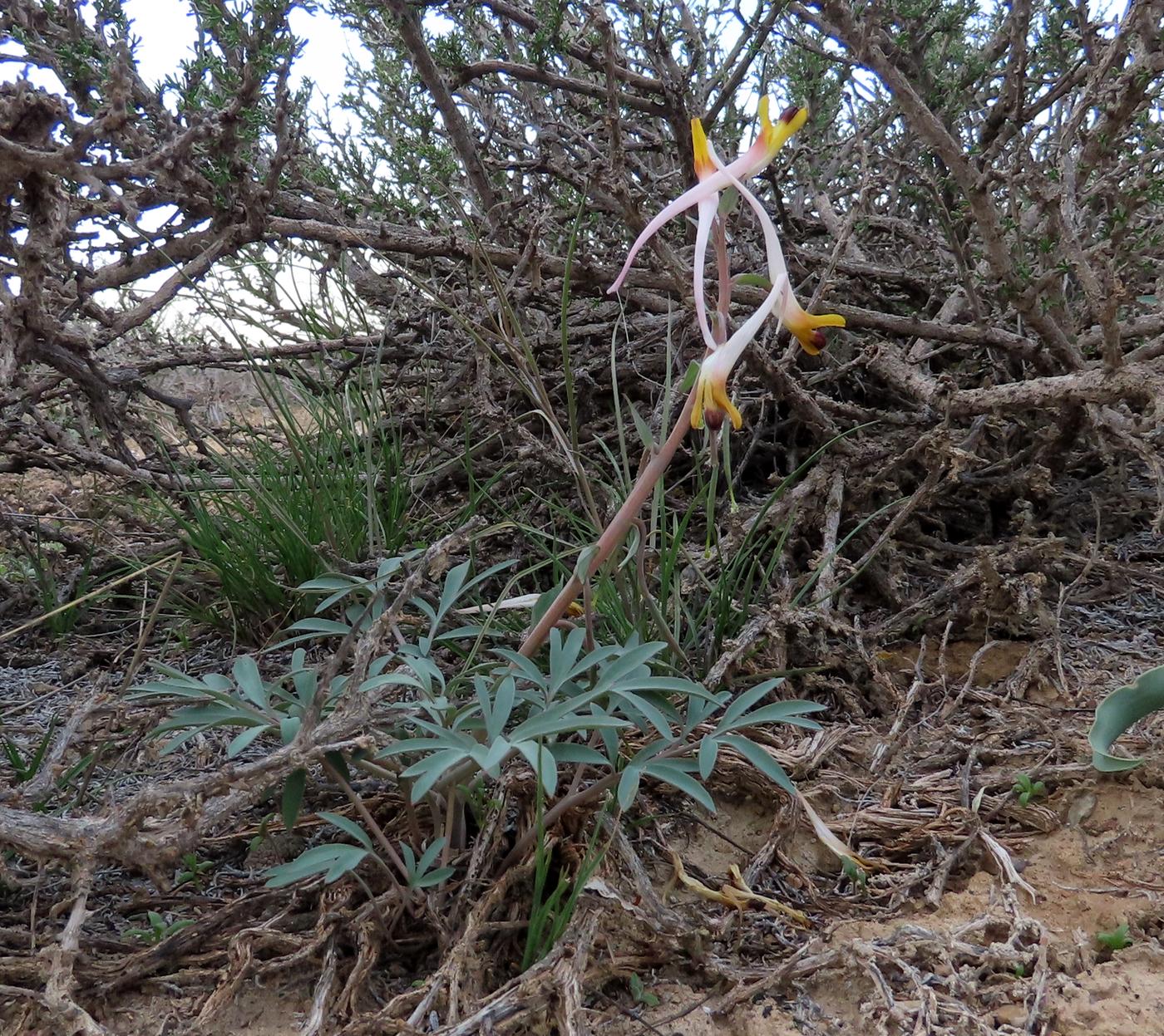 Изображение особи Corydalis ainae.