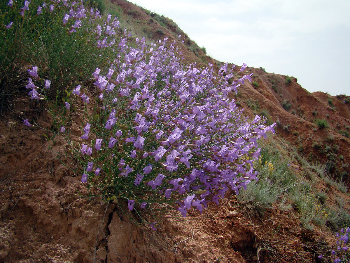 Image of Salvia schmalhausenii specimen.